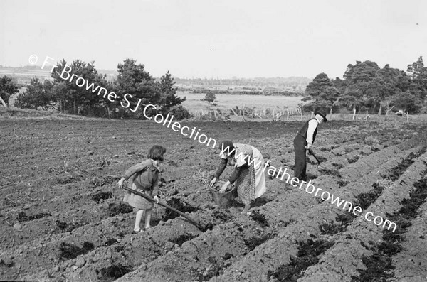 SOWING POTATOES